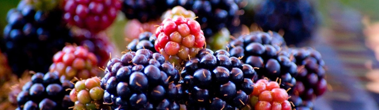 blackberries 2 recipes